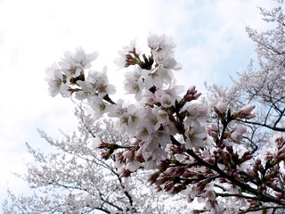 cherry blossoms of Washington, DC '08 2