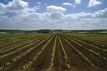 Fototapeta na wymiar young corn field
