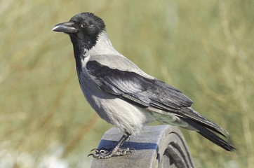 Hooded Crow. 