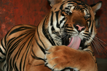Tiger licking his paw waiting for next meal
