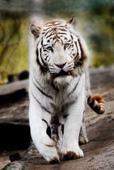 Fototapeta na wymiar Piękny biały tygrys
