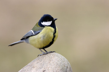 Parus major