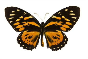 Fototapeta na wymiar Bright butterfly from tropics