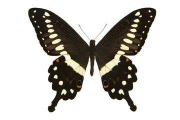 Nice butterfly from tropics