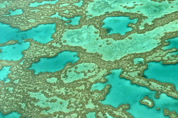 Fototapeta na wymiar Barriera corallina