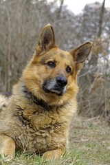 Portrait of the sheep dog