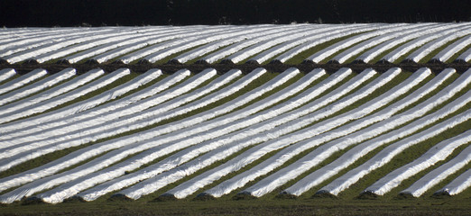 Growing Vegetables