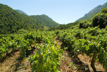 Fototapeta na wymiar Winiarstwo na Korcula - Chorwacja