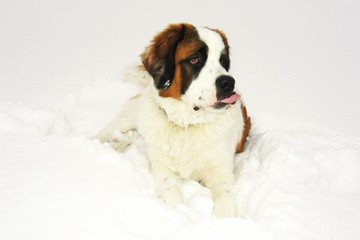 dog  bernardine on snow