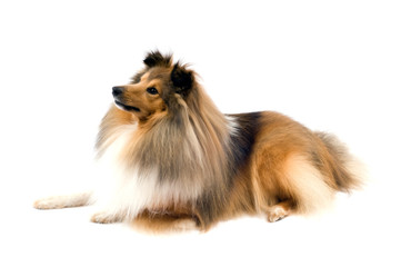 shetland sheepdog