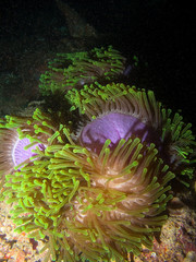 Anemone in the night