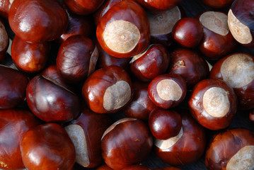 Kastanien
