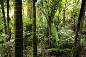 Tropical forest jungle trees