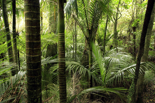 Fototapeta Tropical forest jungle trees