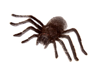 Plastic spider isolated on white background