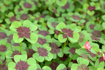 Four leaf clover