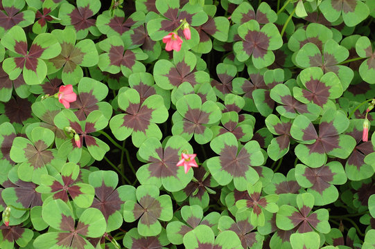 Four leaf clover