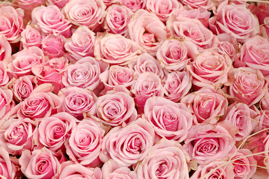 Pink roses background