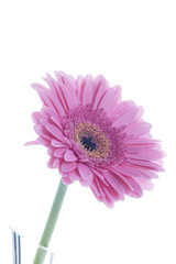 flower power