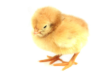 yellow chicken
