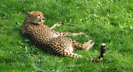 Cheetah is playing on field 