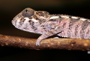 panther chameleon