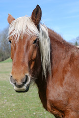 Field horse