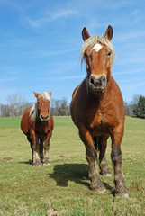Horses in the meadow