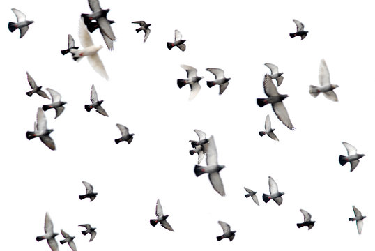 pigeons in white sky