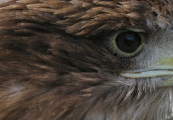 Eye of the eagle