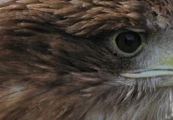 Crédence de cuisine en verre imprimé Aigle Eye of the eagle