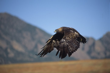 Obraz na płótnie Canvas Golden eagle in flight