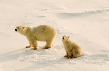 Polar bearw ith her cub