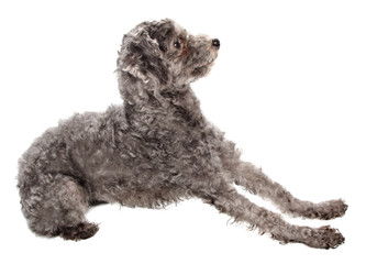 grey poodle