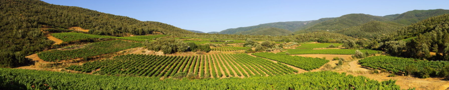 Paysage de vignes panoramique