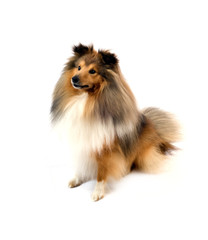 shetland sheepdog