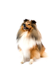 shetland sheepdog