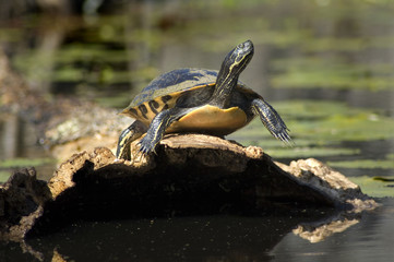 turtle on cypress log