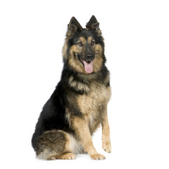 German shepherd (3 years)