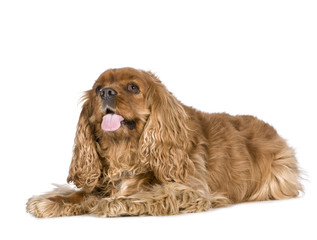 Cavalier King Charles Spaniel (8 years)