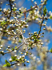 Branch of plum-tree