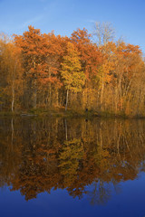 france,forêt de rambouillet : étang à l'automne