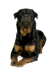 rottweiler (3 years)