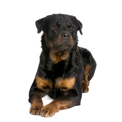 rottweiler (3 years)