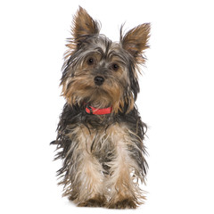 Yorkshire Terrier (5 months)