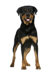 Fototapeta premium rottweiler (2 years)