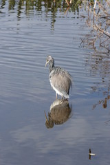 HERON FLOCKING FEATHERS