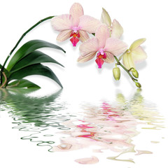 reflet de phalaenopsis - orchidée papillon © Frog 974