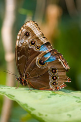 profile of a butterfly