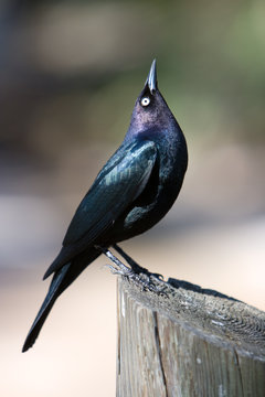 iridescent bird